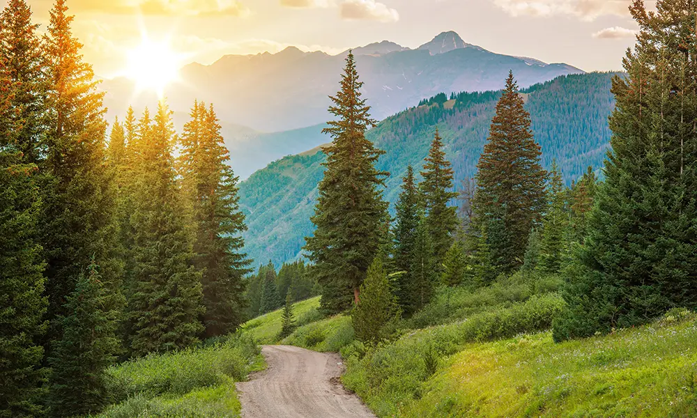 Sun setting in summer in Colorado woods